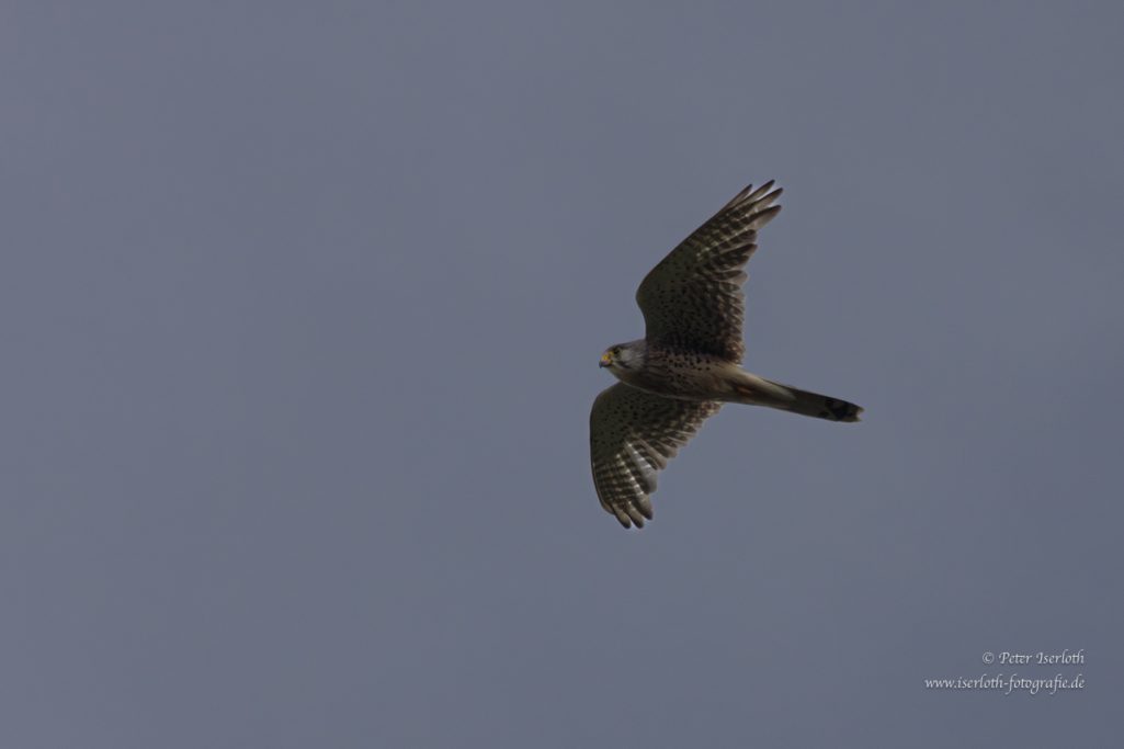 Ein Falke fliegt hoch am Himmel mit ausgebreiteten Flügeln.