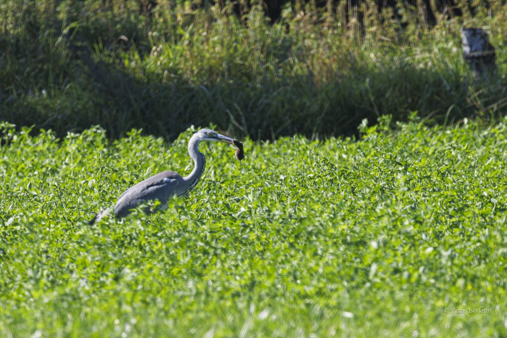 Fotografie von einem Graureiher (Ardea cinerea) auf einem Feld, mit einer Maus im Schnabel.