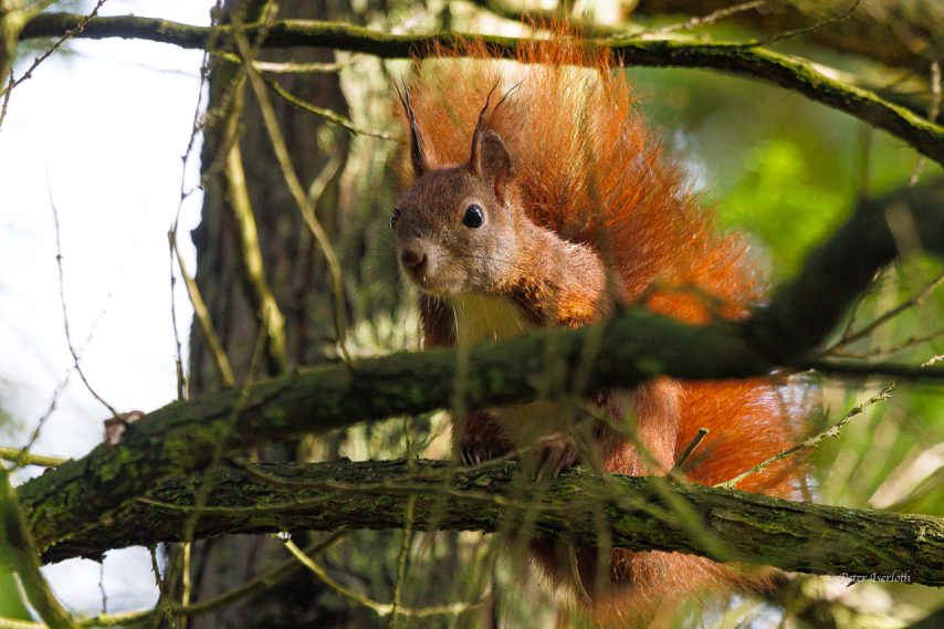 Fotografie eines Eichhörnchens, beobachtend im Baum sitzend.