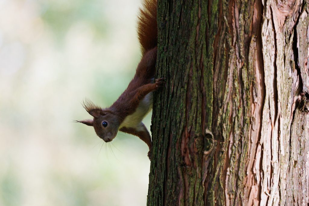 Eichhörnchen klettert an einem Baumstamm nach unten.