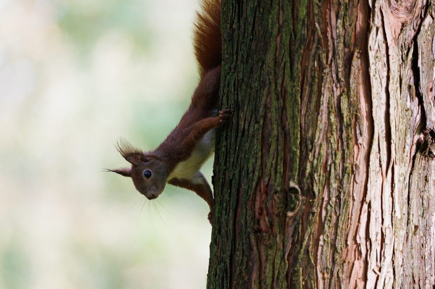 Fotografie des Eichhörnchens, das vorwitzig hinter einem Baustamm rausschaut.