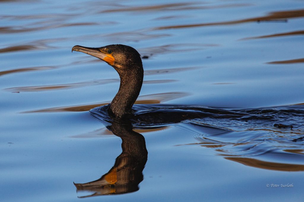 Fotografie vom schwimmenden Kormoran, tief eingetaucht im Wasser und schöner Spiegelung.