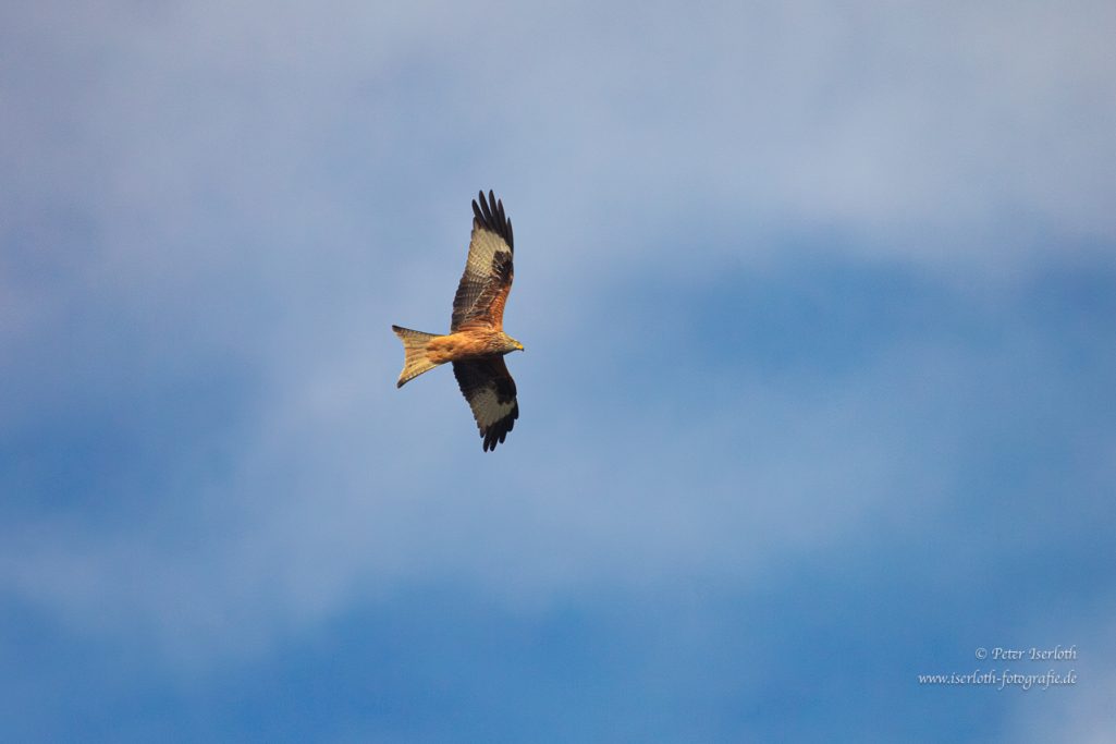 Ein Raubvogel mit braunem Gefieder fliegt vor einem blauen Himmel.