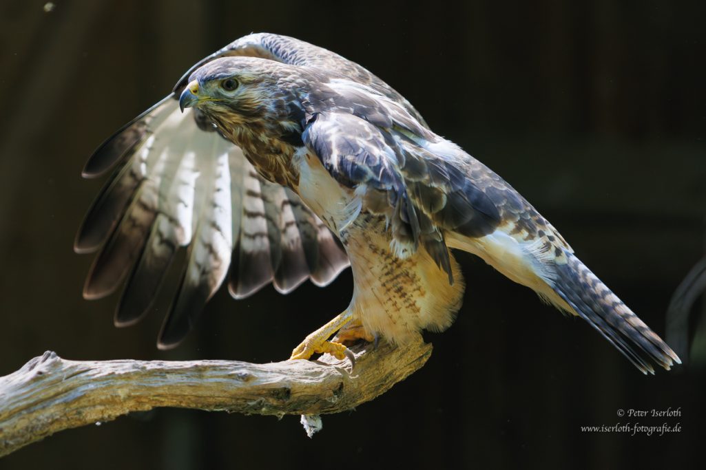 Ein Greifvogel sitzt auf einem Ast mit ausgebreiteten Flügeln.
