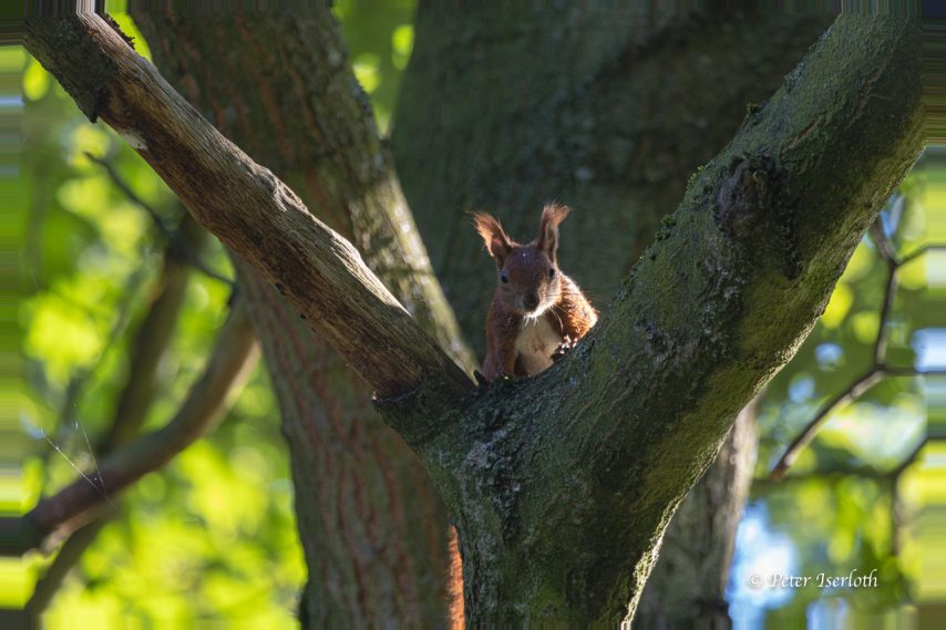 Fotografie eines Eichhörnchen (Sciurus), auf einem Ast sitzend und beobachtend.