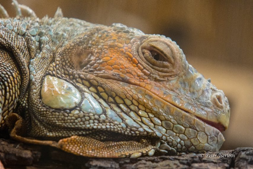Fotografie eines Grüner Leguans (Iguana iguana), als Porträt .