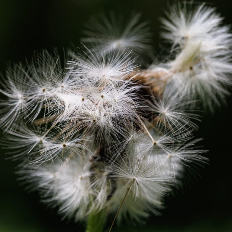 Weiße Löwenzahn-Pusteblumen auf dunklem Hintergrund.