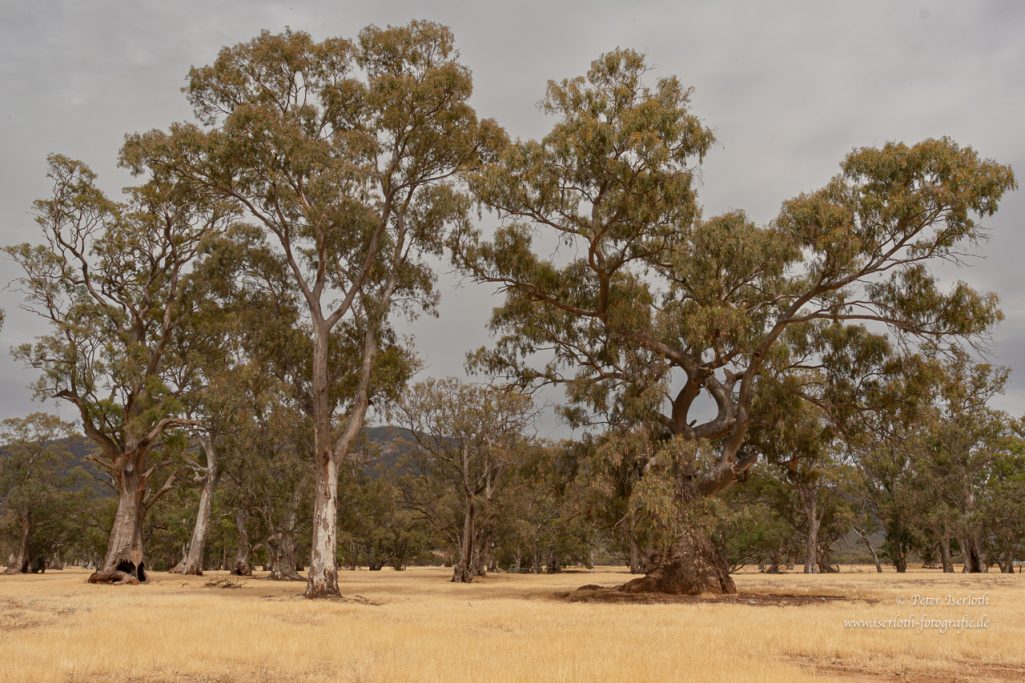 Uralte, knorrige Eukalyptusbäume.