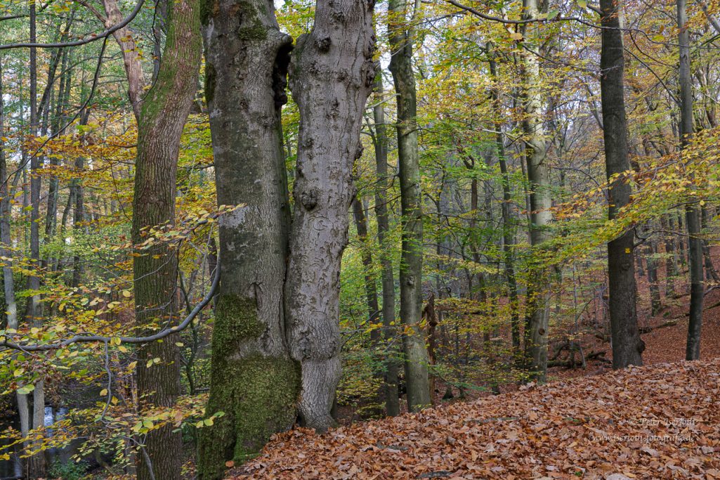 Herbstlicher Wald mit buntem Laub und mächtigen Bäumen.