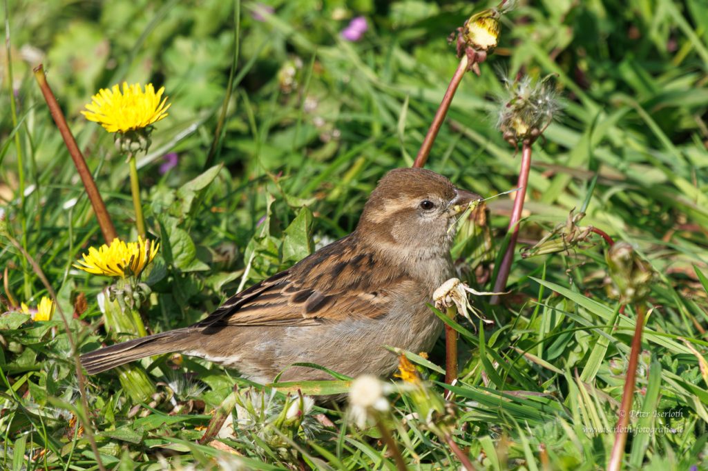 Ein kleiner Spatz sitzt im Gras zwischen bunten Blumen.
