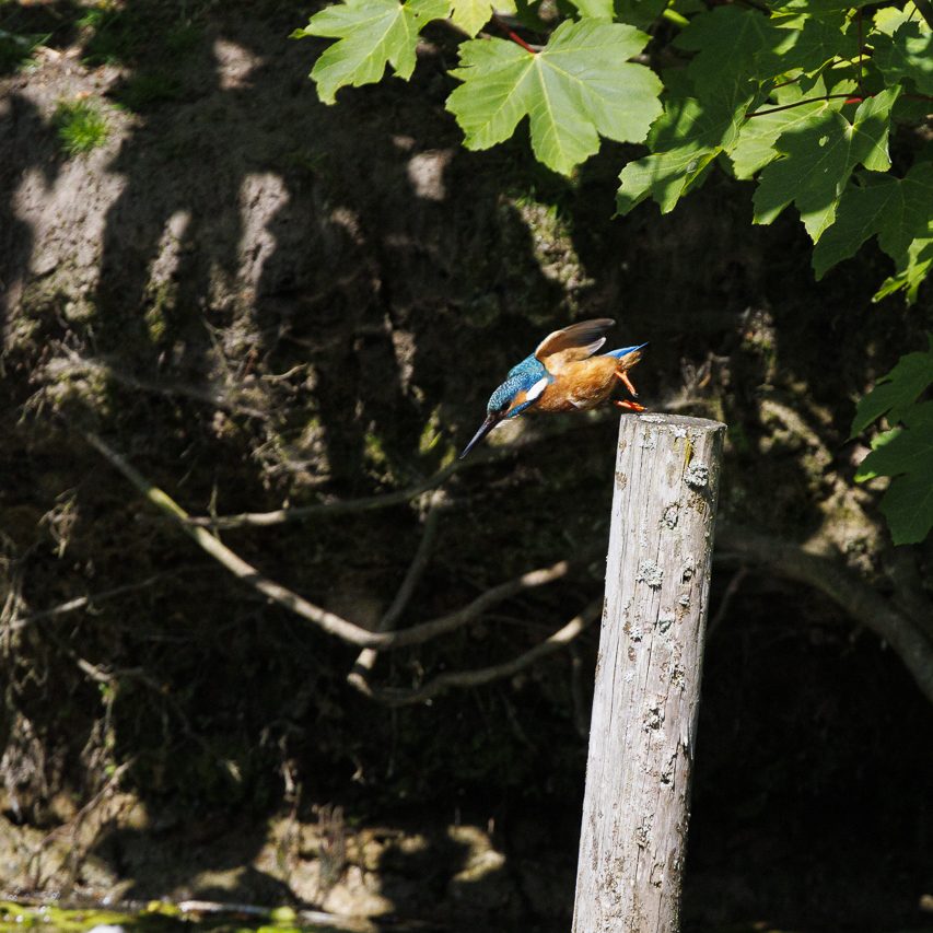 Ein Eisvogel im Abflug von einem Pfosten, umgeben von grünen Blättern und Schatten.