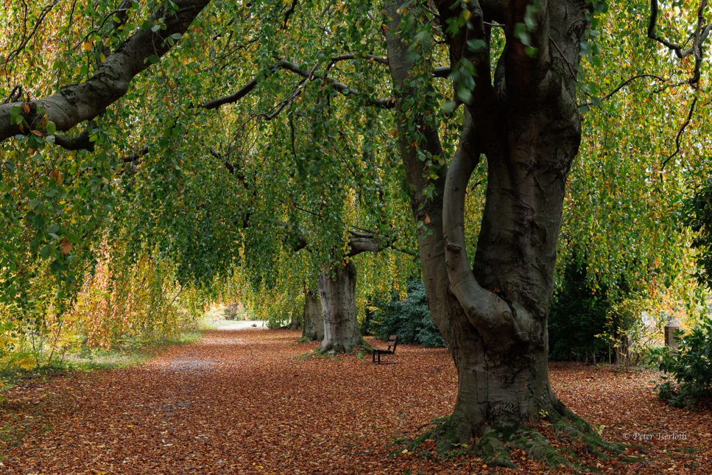 Laubengang mit hohen Bäumen, umgeben von buntem Herbstlaub.