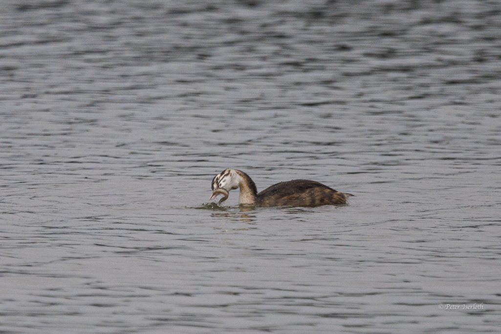 Fotografie von einem Haubentaucher (Podiceps cristatus), der einen Fisch gefangen hat und ihn verschlucken möchte.