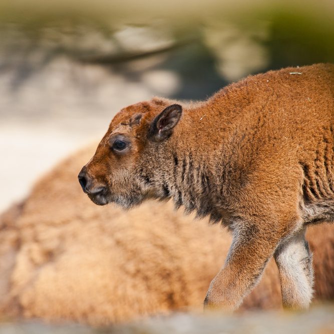Ein junges Wildwisent Kalb läuft in der Natur, im Hintergrund weitere Wisente sichtbar.