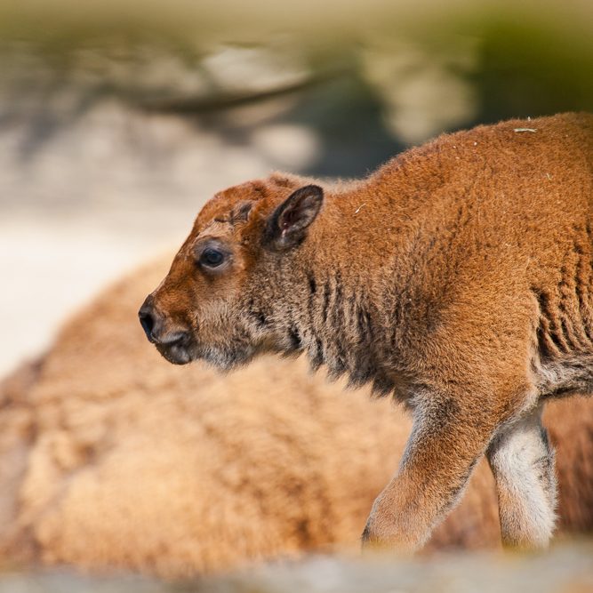 Fotografie eines kleinen Wisents, der sich gerade von der Mutter entfernt 