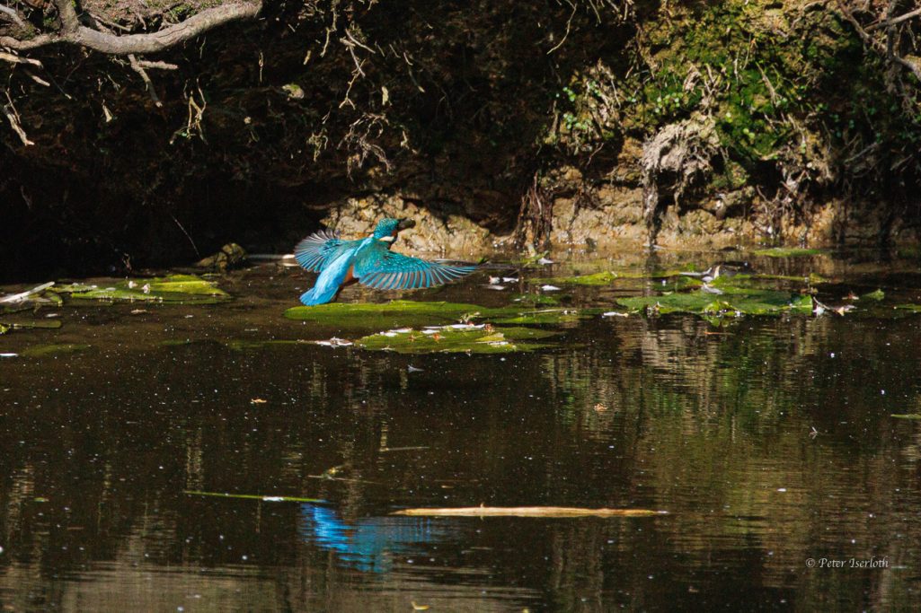 Ein blauer Eisvogel über dem Wasser, reflektiert auf der ruhigen Oberfläche.