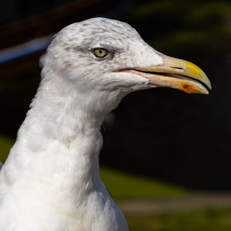 Eine Silbermöwe im Porträt.