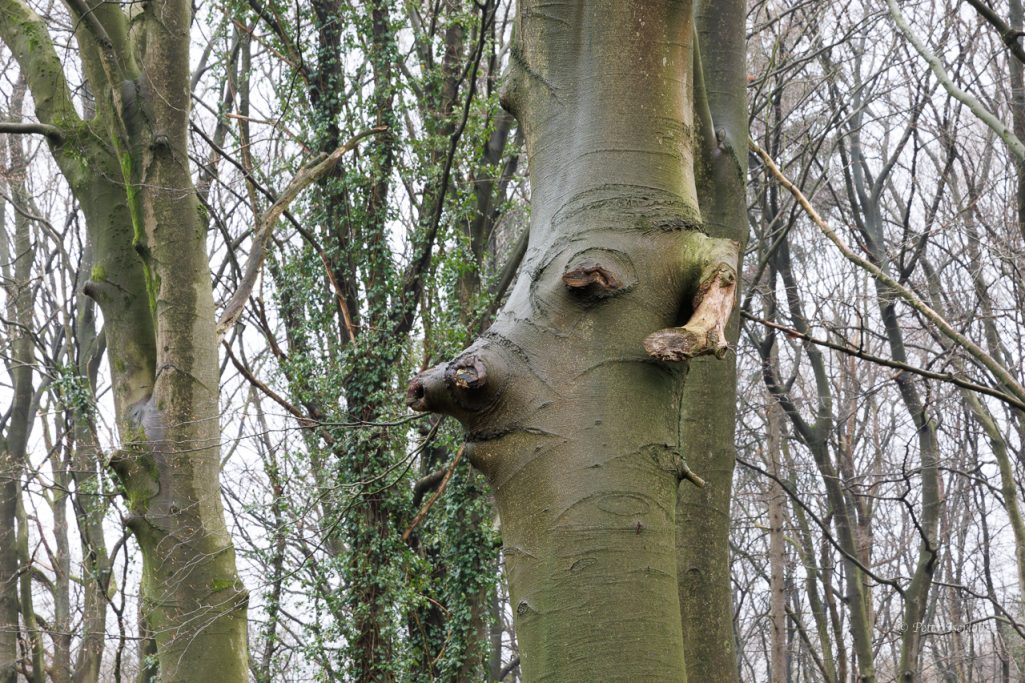 Ein Baumstamm mit einer Gesichtsanordnung aus Ästen und Rinde im Wald.