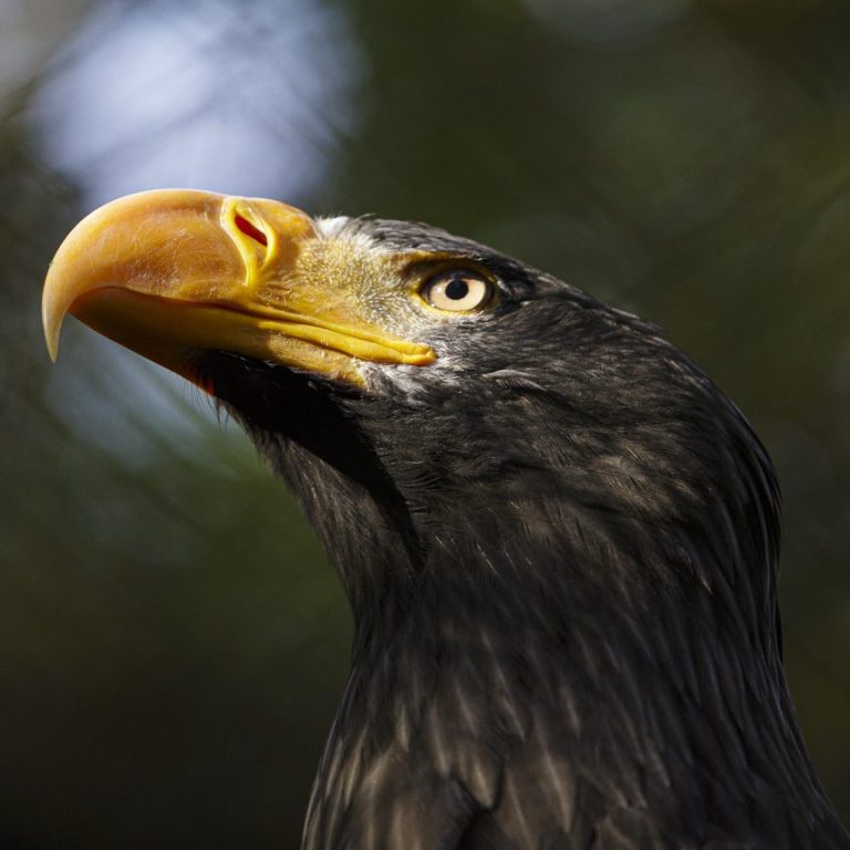 Ein majestätischer Adler mit scharfen Augen und prominentlyem Schnabel.