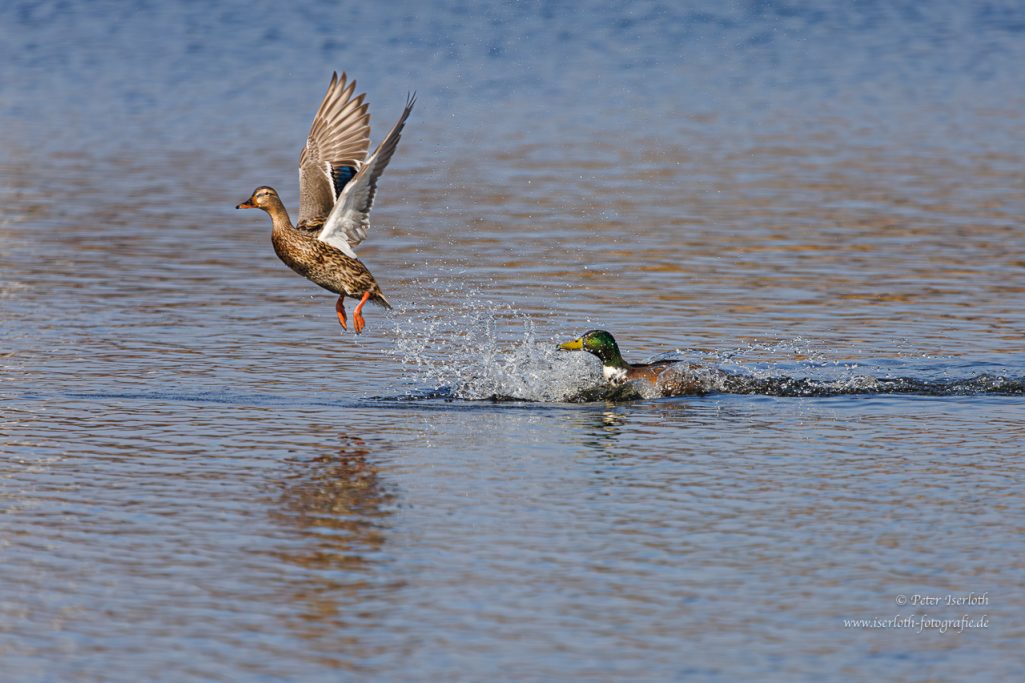 Eine fliegende Ente hebt ab, während eine andere im Wasser schwimmt.