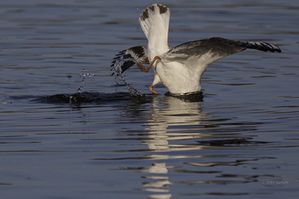 Fotografie einer Lachmöwe mit dem Kopf im Wasser und die rausschauenden Beine paddeln.