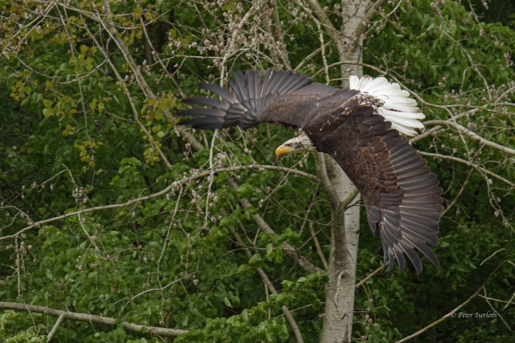 Ein Adler fliegt über grüne Bäume, mit ausgebreiteten Flügeln.