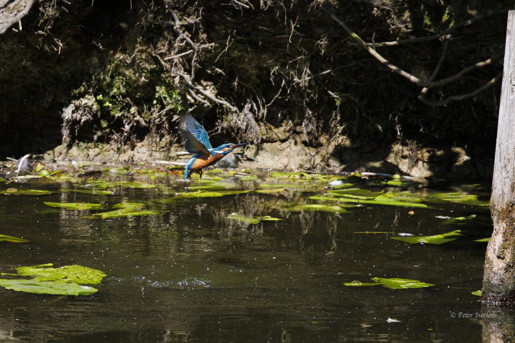 Ein Eisvogel fliegt über einen mit Seerosen bedeckten Teich.