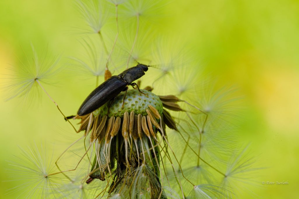 Macrofotografie einer Pusteblume auf dem ein Schwarzer Zwerg-Schnellkäfer krabbelt.