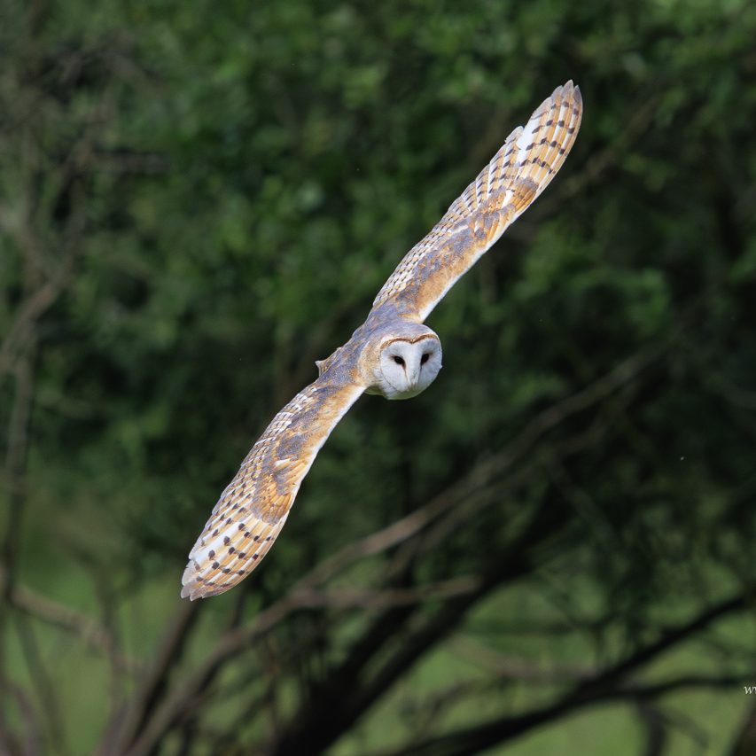 Eine fliegende Eule mit breiten Flügeln und einem runden Gesicht vor grüner Kulisse.