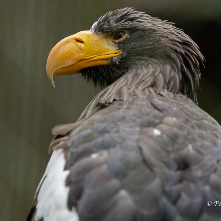 Seeadler mit charakteristischer gelber Schnabel und gefiedertem Kopf.