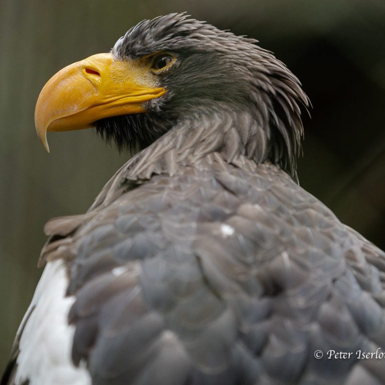 Seeadler mit grauem Gefieder und gelbem Schnabel, in einer natürlichen Umgebung.