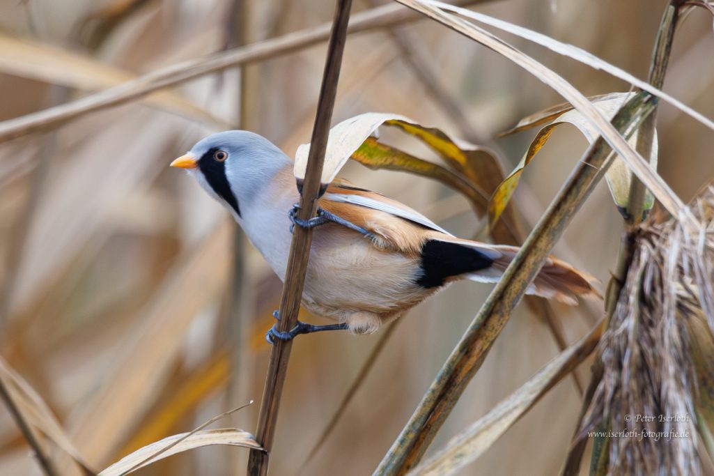 Fotografie einer Bartmeise (Panurus biarmicus) im Schilf.