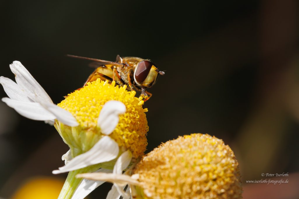 Fotografie einer Schwebfliege (Syrphidae) beim Naschen von Nektar.