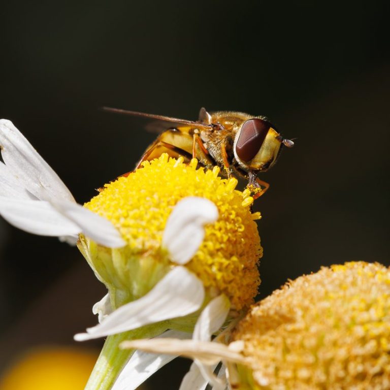 Eine Schwebfliege sitzt auf einer gelben Blüte mit weißen Blütenblättern.