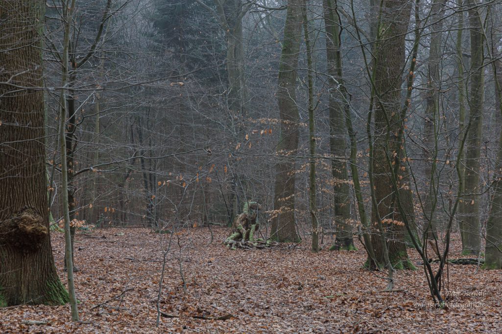 Dunkler Wald mit kahlen Bäumen und Laub am Boden, düstere Atmosphäre.