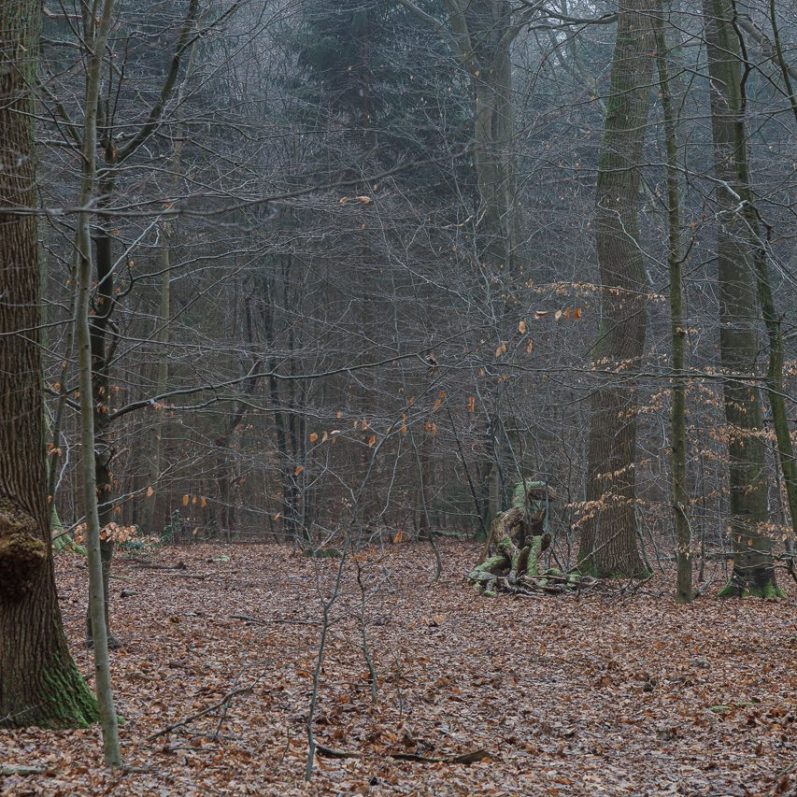 Dichter, bewaldeter Bereich mit Laub und dünnem Nebel zwischen den Bäumen.