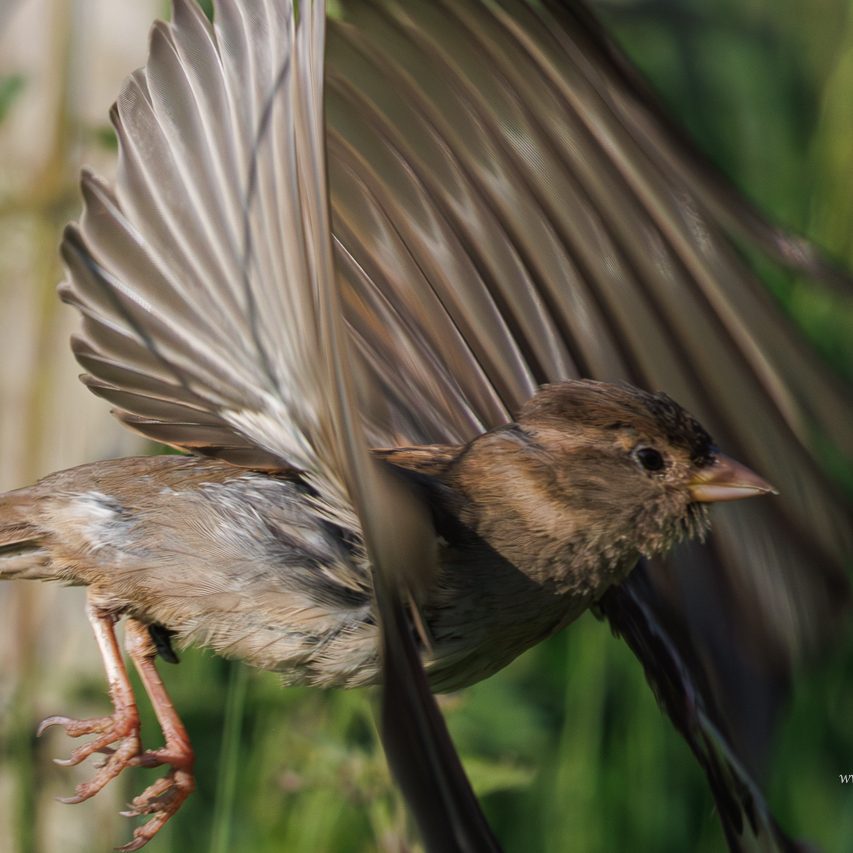 Sperling im Flug, mit ausgebreiteten Flügeln vor unscharfem grünem Hintergrund.