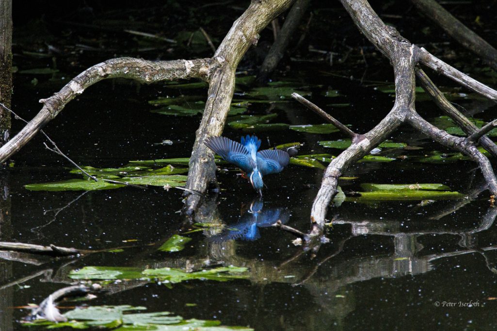 Eisvogel fliegt über Wasser mit reflektierendem Ufer und Wurzeln im Hintergrund.