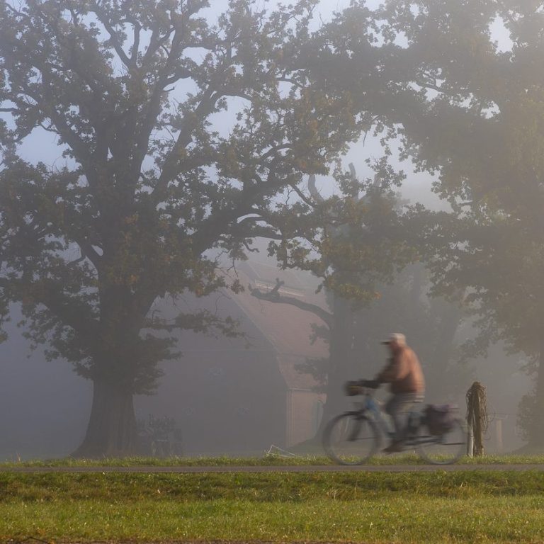 Radfahrer im Nebel vor einem großen Baum.