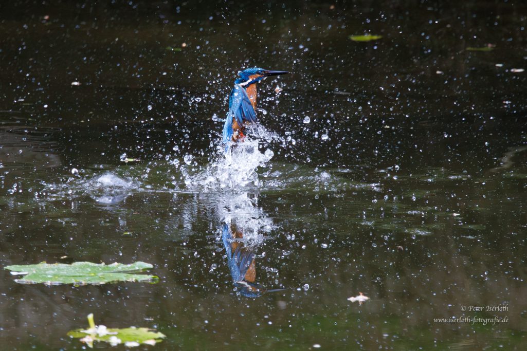 Ein Eisvogel springt ins Wasser und spritzt dabei Wasser auf.