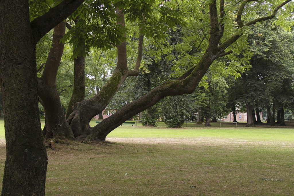 Ein weit ausgestreckter Baum in einem grünen Park mit Rasenflächen im Hintergrund.