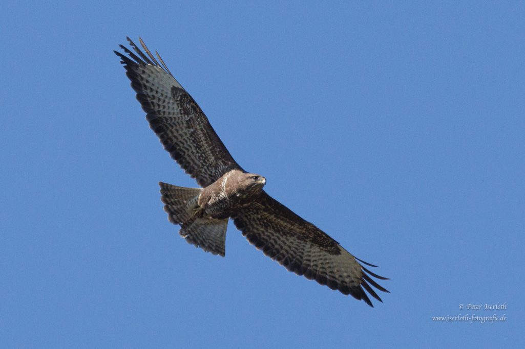 Ein Bussard fliegt majestätisch mit ausgebreiteten Flügeln am blauen Himmel.