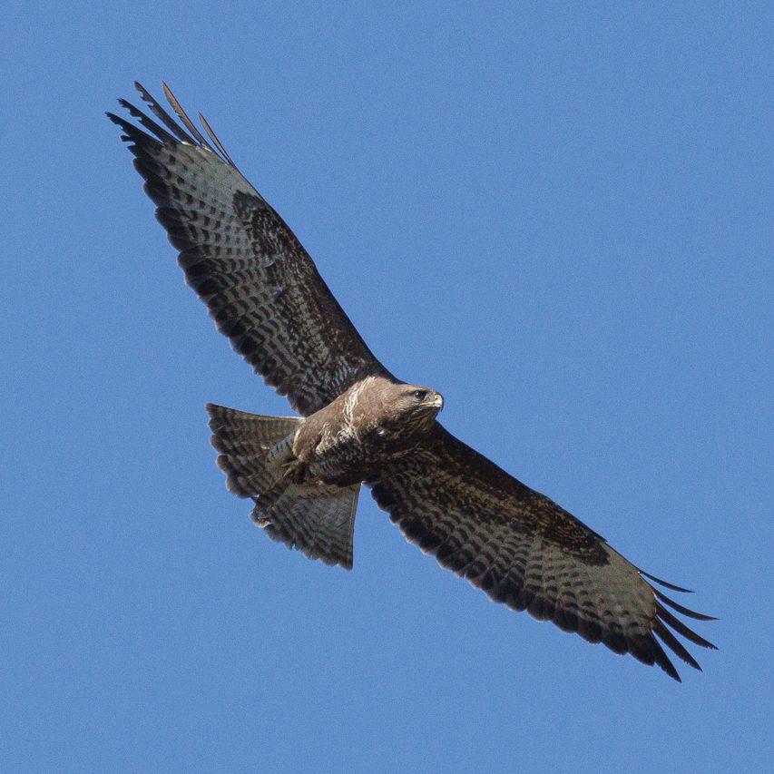 Ein Greifvogel fliegt hoch am blauen Himmel mit ausgebreiteten Flügeln.