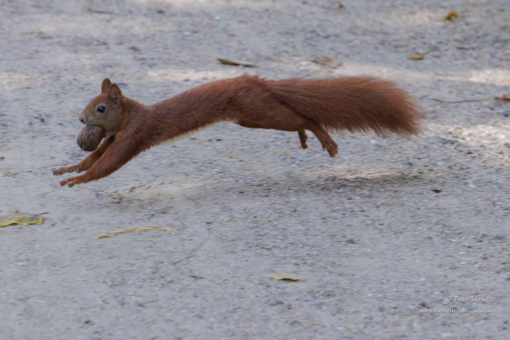 Ein Eichhörnchen springt mit einer Nuss im Mund über den Boden.
