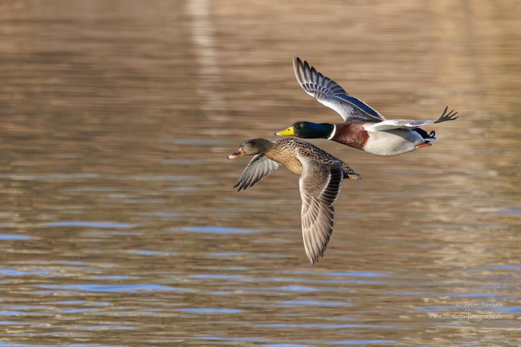 Zwei Enten fliegen über einen ruhigen Gewässer mit glänzender Oberfläche.