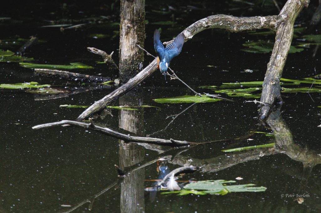 Ein Eisvogel sitzt auf einem Ast über einem spiegelnden Gewässer.