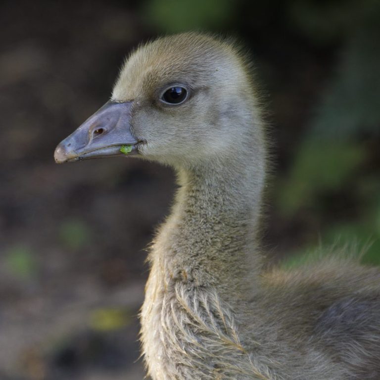 Junges Gänseküken mit grauem Gefieder und neugierigem Ausdruck.
