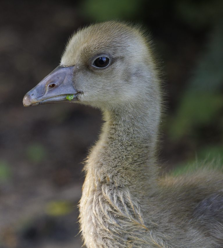 Junges Gänseküken mit graufilzartigem Gefieder und neugierigem Blick.
