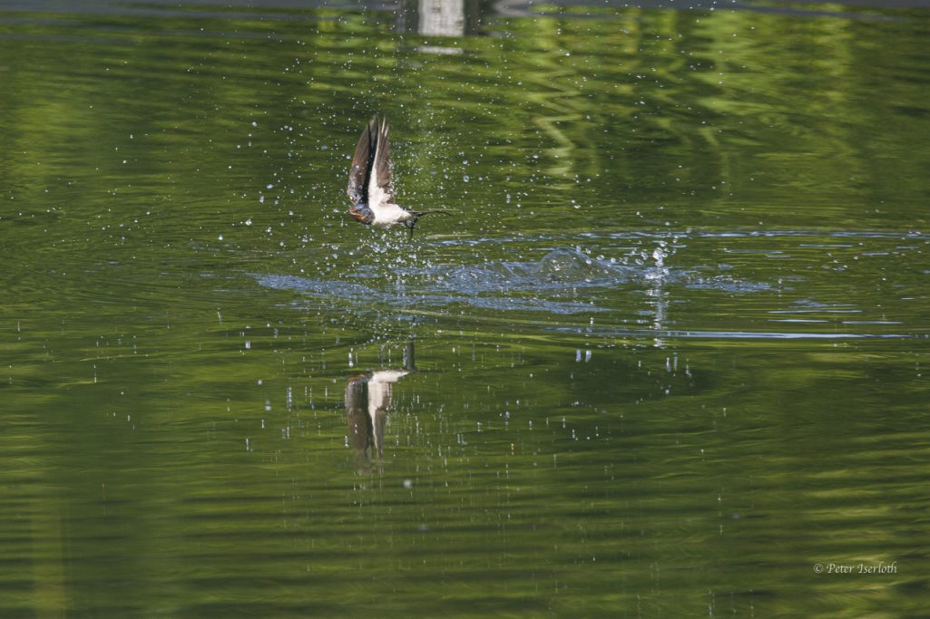 Fotografie einer Rauchschwalbe (Hirundo rustica), im Flug, nach kurzem Eintauchen im Wasser.