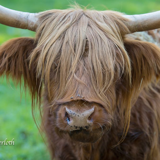 Ein hochlandrind mit langen, blonden Haaren und charakteristischen Hörnern vor grünem Hintergrund.